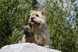 CAIRN TERRIER 447